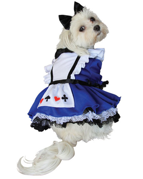 Alice In Wonderland Dog Costume