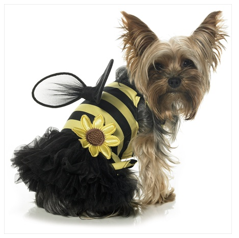 Busy Daisy Bumble Bee Dog Costume