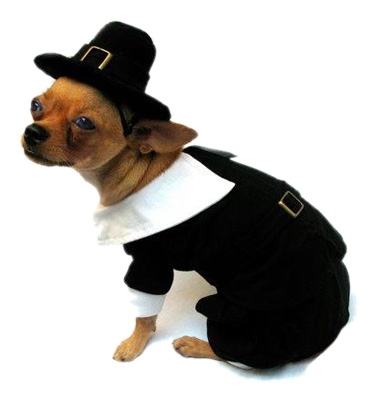 Pilgrim Dog Costume