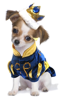 Charming Prince Dog Costume