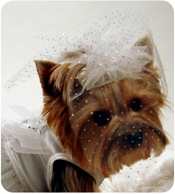 White Sparkly Wedding Veil For Dogs