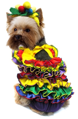 Oh Carmen - Spanish Girl Dog Costume