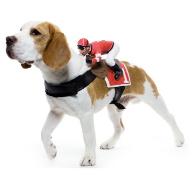 Jockey Dog Costume